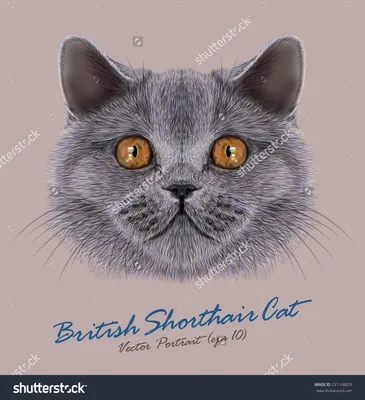 Фотки серых британских котов - лучший выбор для фона