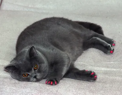 Full HD картинки серых британских котов на скачивание