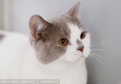 Фотки серых британских котов в хорошем качестве