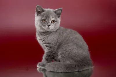 Фотографии серых британских котов в формате JPG