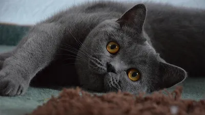 Удивительные фото британских серо-цветных котов: выберите изображение и скачайте бесплатно в формате JPG или WebP