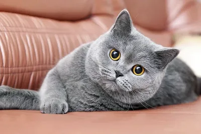 Арт-изображения серых британских котов - загрузка бесплатно!