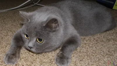 Фото британского серого кота в высоком разрешении для обоев на телефон