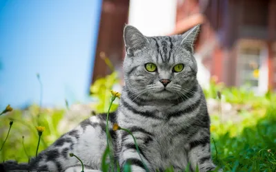 Фотография артистичного серого британского кота в стиле рисунка