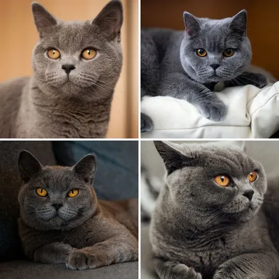 Британский серый кот на качественной фотографии в разрешении 4K