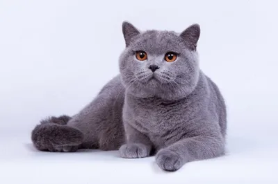 Очаровательный серый британский кот на фото в хорошем качестве для скачивания