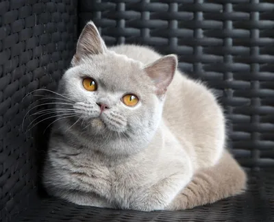 Картинка серого британского кота в высоком разрешении на айфон