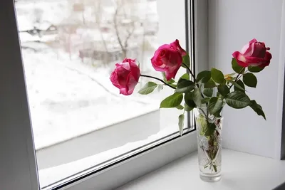Букет цветов дома на окне: красочные фото для фона и обоев