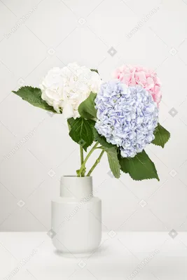Пленительный букет цветов для вашего уютного дома (фото)