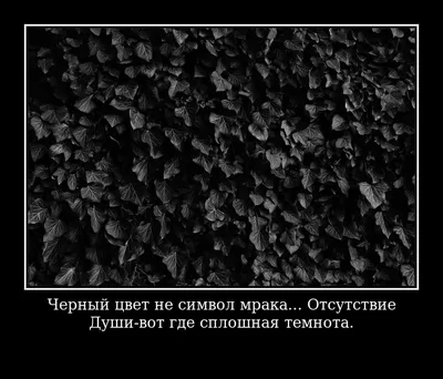 Фото черных цветов: погрузитесь в атмосферу глубины и страсти