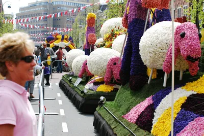 Фестиваль цветов в голландии фотографии