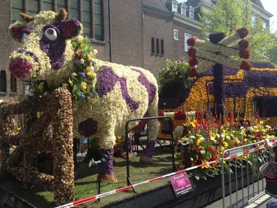 Фотообои на телефон: цветочный фестиваль в Голландии