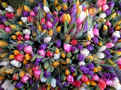 Удивительные снимки цветов на фестивале в Голландии