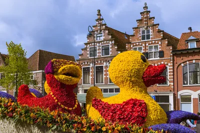 Скачать бесплатные фотографии фестиваля цветов в Голландии в высоком качестве.