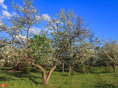 Красочная фотография яблоневых цветов на айфон и андроид