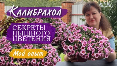 Калибрахоа цветы: прекрасные фото для вдохновения