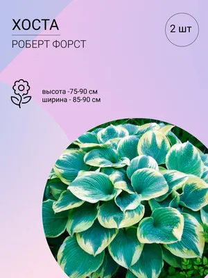 Хоста цветы: фото восхитительной природы