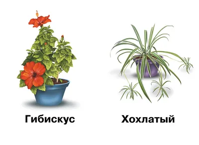 Вдохновение для дома: скачайте красивые фото комнатных цветов в PNG и JPG