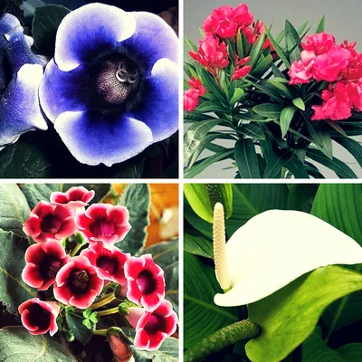 Комнатные цветы на фотографиях: красота и изящество