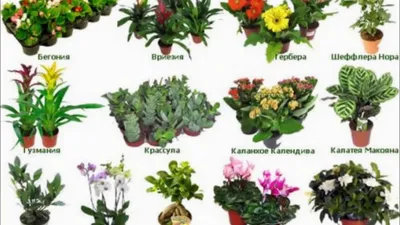 Комнатные цветы: узнайте о популярных растениях для дома