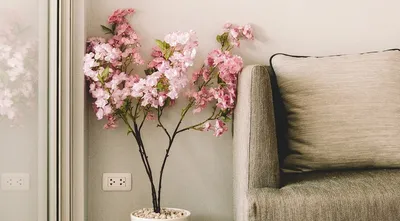 Фотографии комнатных растений и цветов: новые, в HD и 4K разрешении