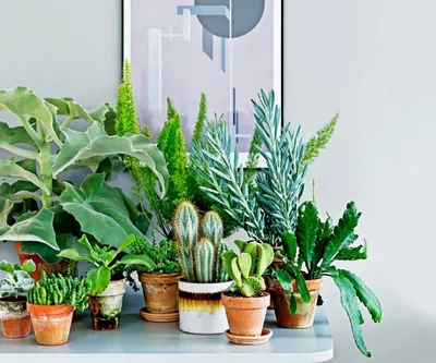 Прелести зеленой жизни: фото комнатных растений и их названий