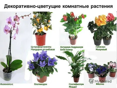 Фотки комнатных растений и цветов с названиями