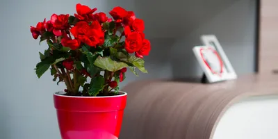 Фотография романтического букета с названиями цветов