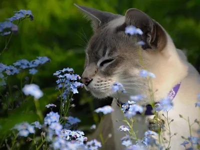 Кошки и цветы