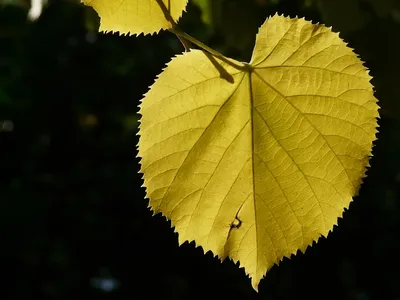 Фото осеннего листа осины в HD качестве