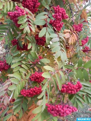 Капризы природы: фото листа рябины и его яркость