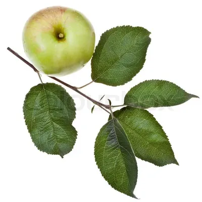 Листья яблони