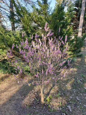 Отражение природных циклов на фотографиях листьев кустарников