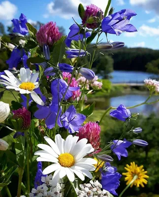 Поле чудес: фотография с луговыми цветами