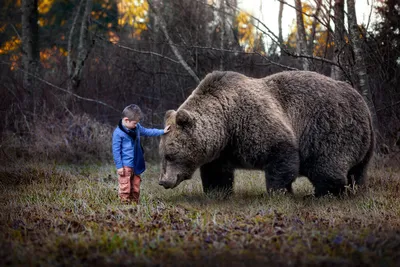 Арт-фото медведя из цветов: скачать бесплатно