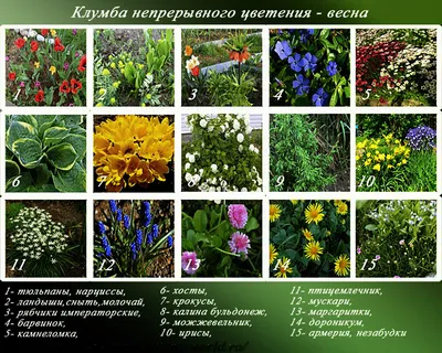 Фото многолетних цветов для клумбы: выбирайте размер и формат