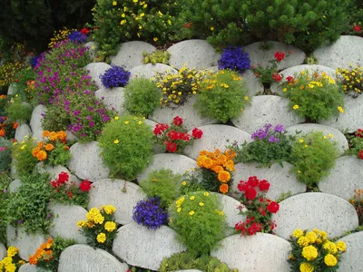Ирисы во всей своей красе: фото многолетних цветов для клумбы