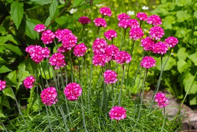 Вечнозеленые хризантемы: фото многолетних цветов для вашей клумбы