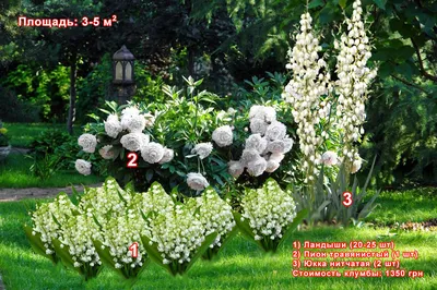 Картинки многолетних цветов для клумбы в формате png