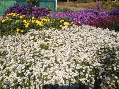 Фотки многолетних цветов для клумбы с возможностью скачать бесплатно