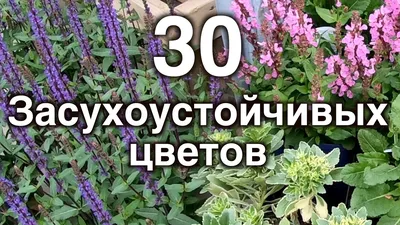 Full HD фотографии многолетних цветов для клумбы в 2024 году