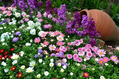 HD фото многолетних цветов для клумбы в webp формате