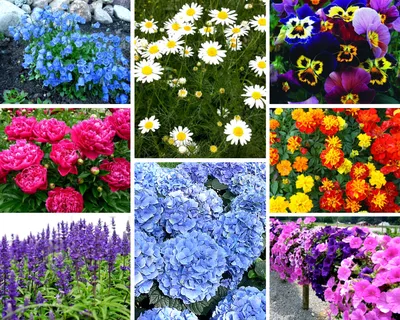 Фотографии многолетних цветов в красивом исполнении