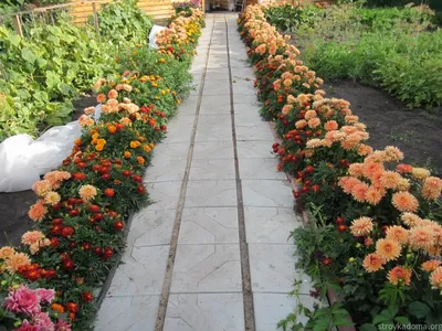 Фото на айфон с изображениями многолетних цветов