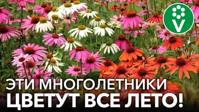 Фото многолетних цветов