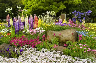 Бесплатное скачивание фото многолетних цветов в различных разрешениях