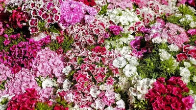 HD фотографии многолетних цветов