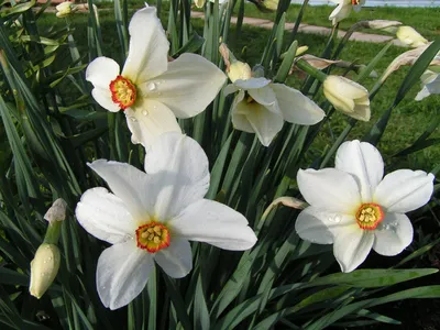 WebP фотки многолетних цветов