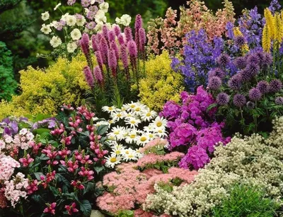 Великолепные многолетние цветы - фотография в макро