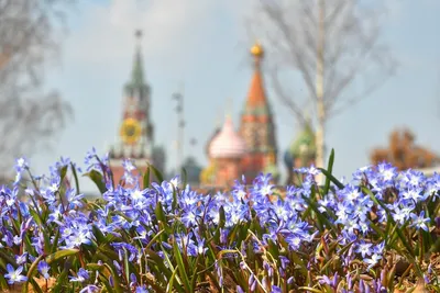 Впечатляющие фото цветов бесплатно